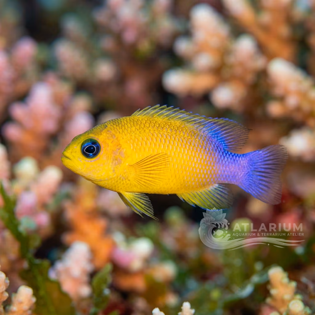Pseudocromide a coda rossa (Pseudochromis coccinicauda)