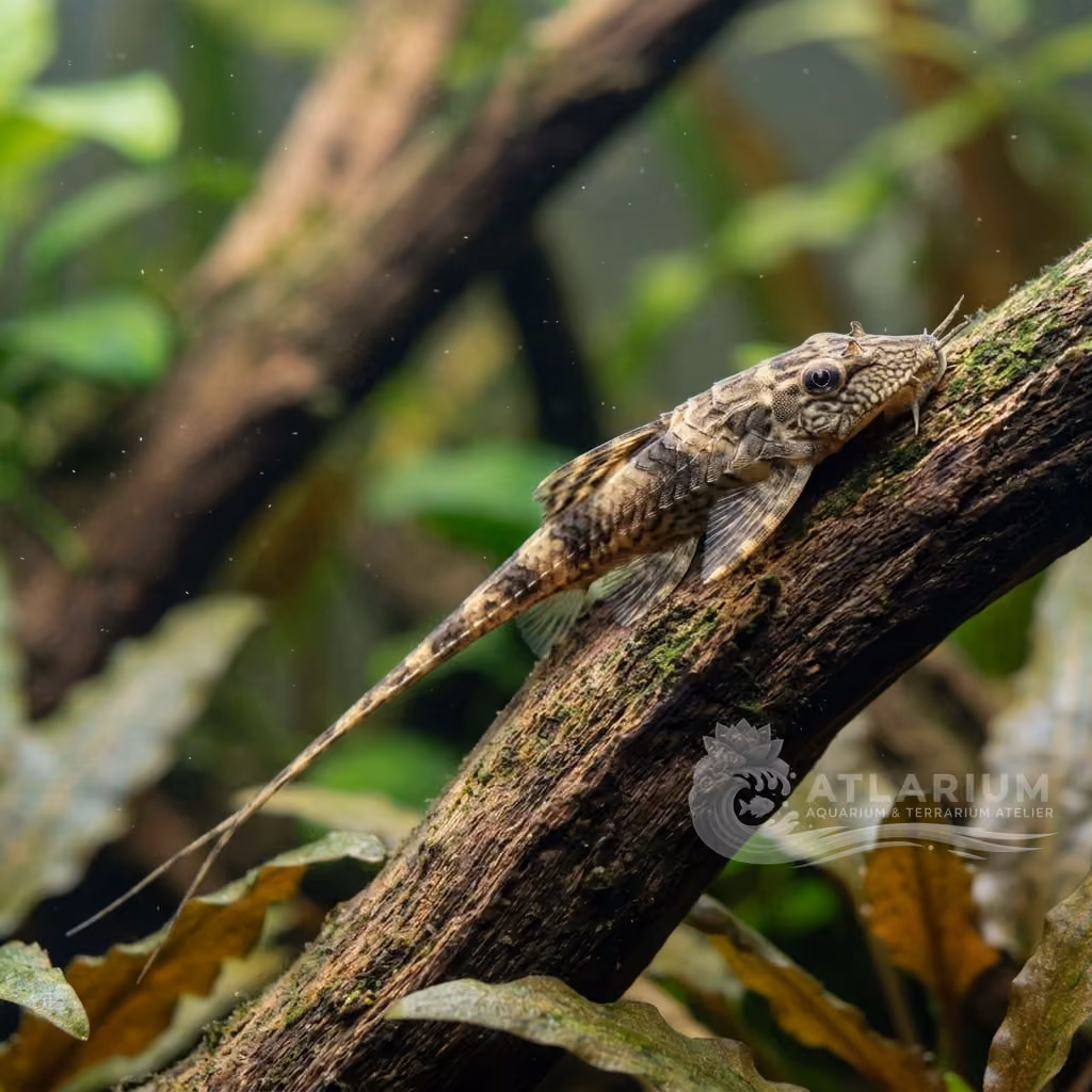 Royal Whiptail (Sturisomatichthys panamense)