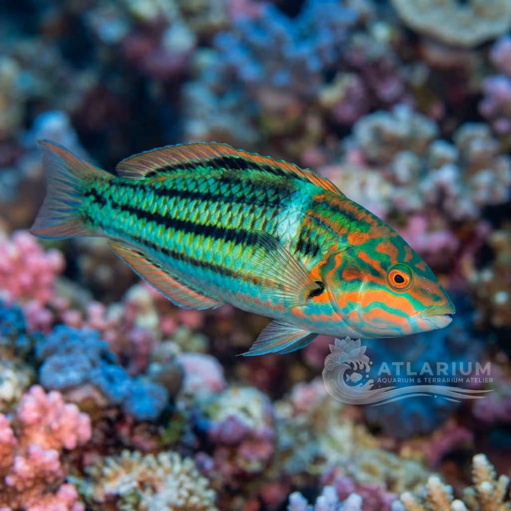 Donzella a cinque strisce (Thalassoma quinquevittatum)