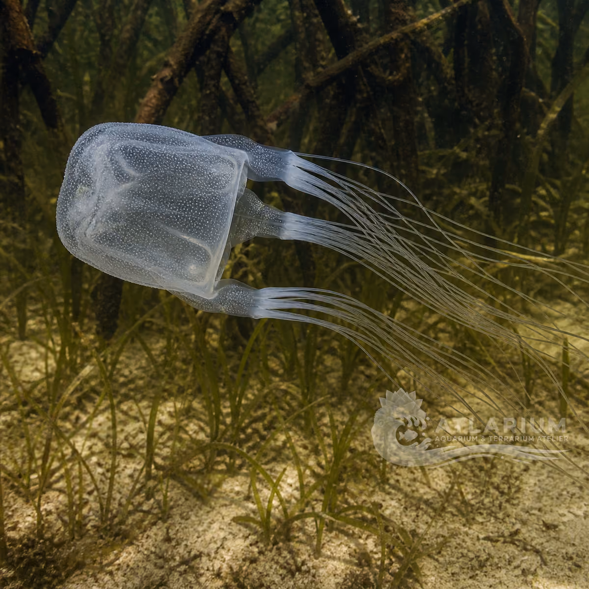 Australian box jelly (Chironex fleckeri)