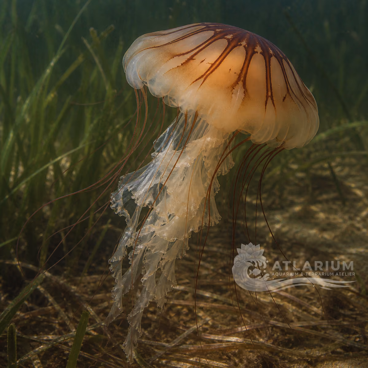 Atlantic sea nettle (Chrysaora quinquecirrha)