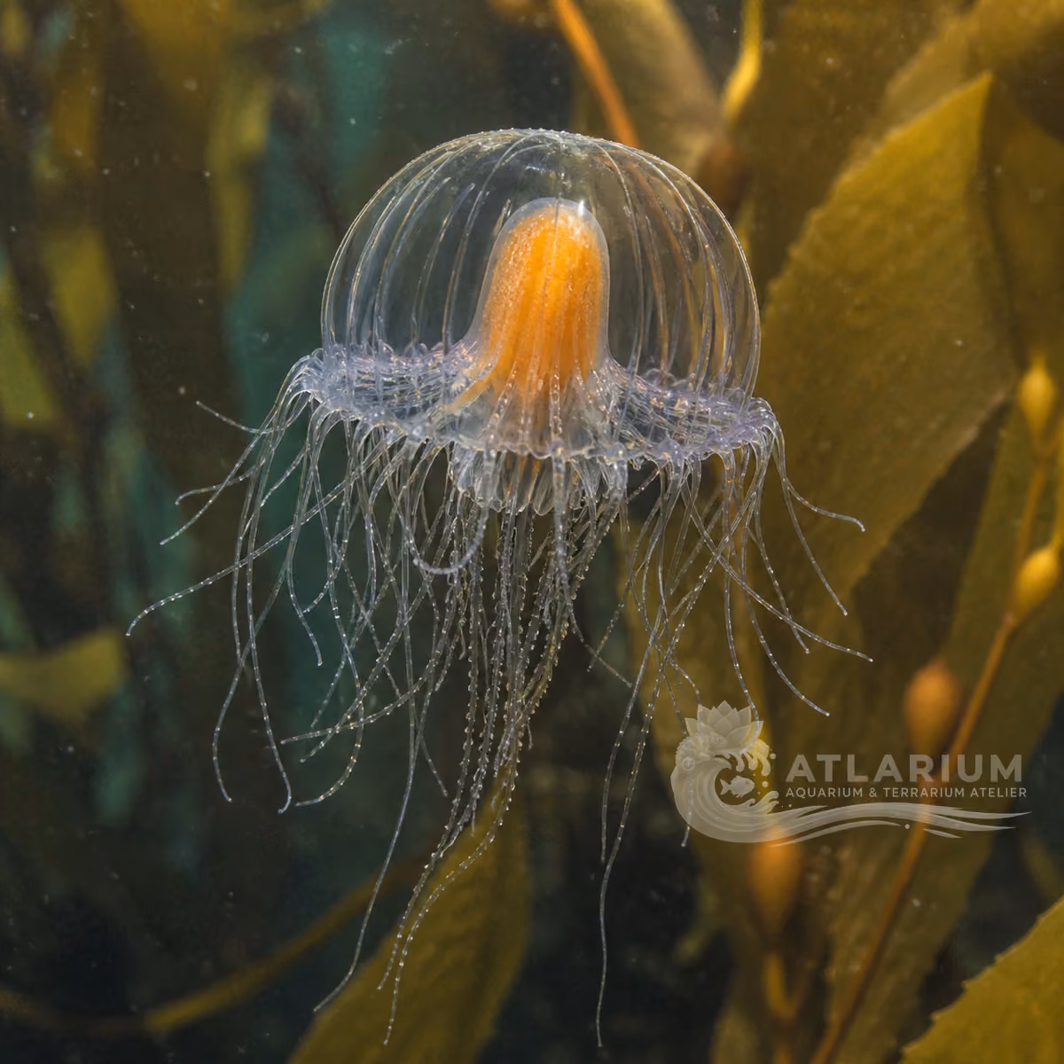 Umbrella jelly