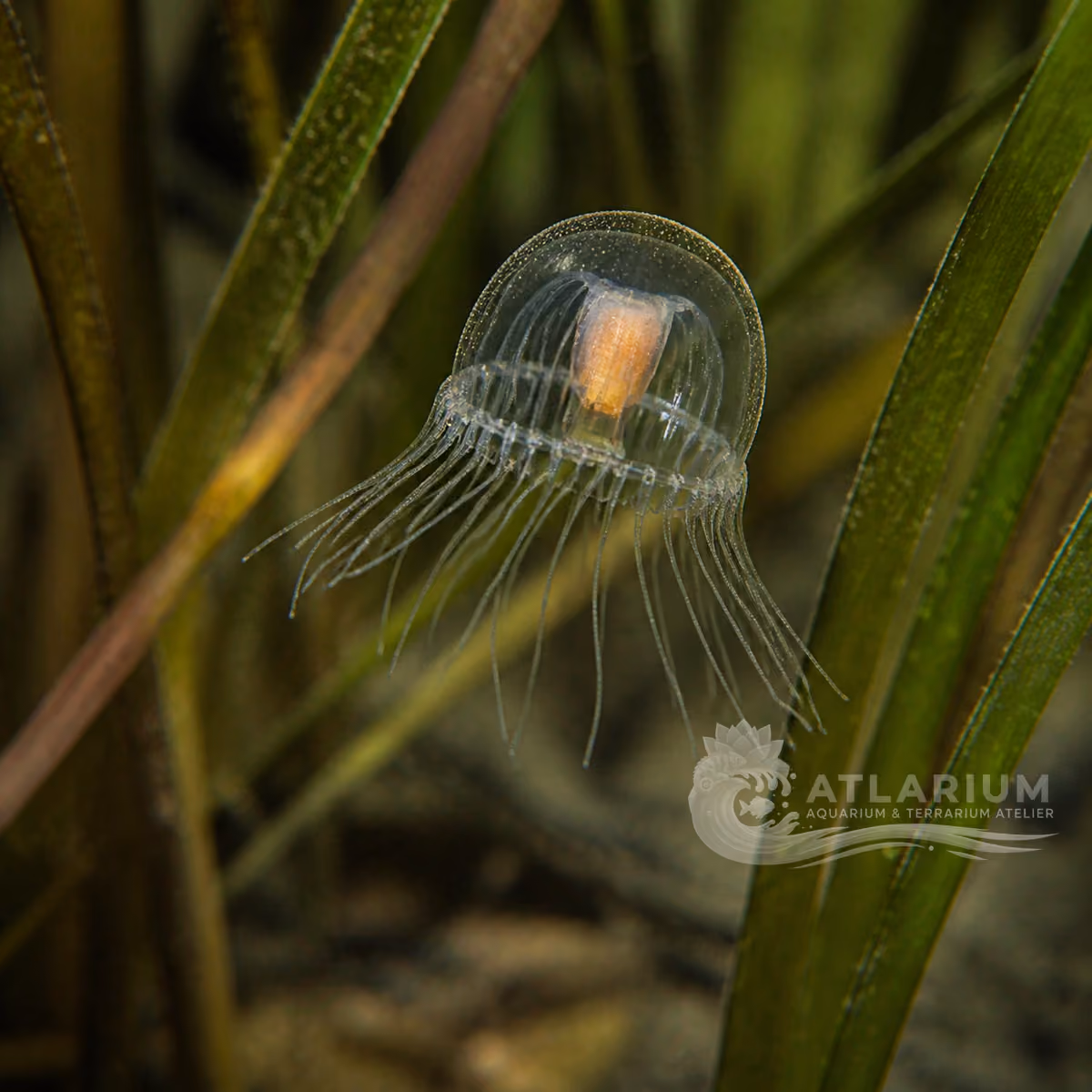 Black Sea jellyfish (Maeotias marginata)
