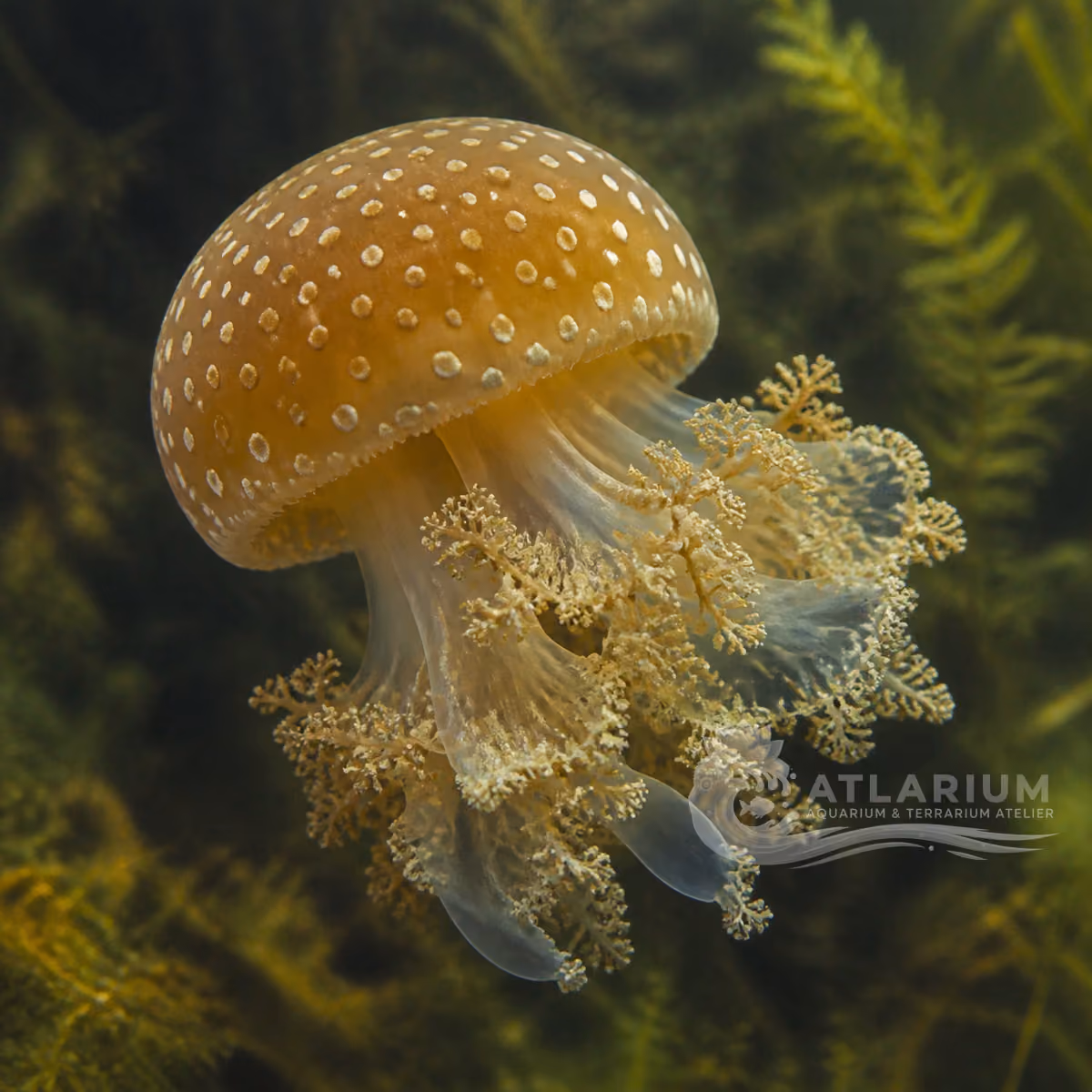 Spotted lagoon jelly