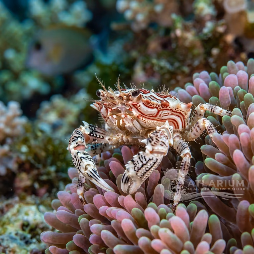 Anemone crab (Mithraculus cinctimanus)