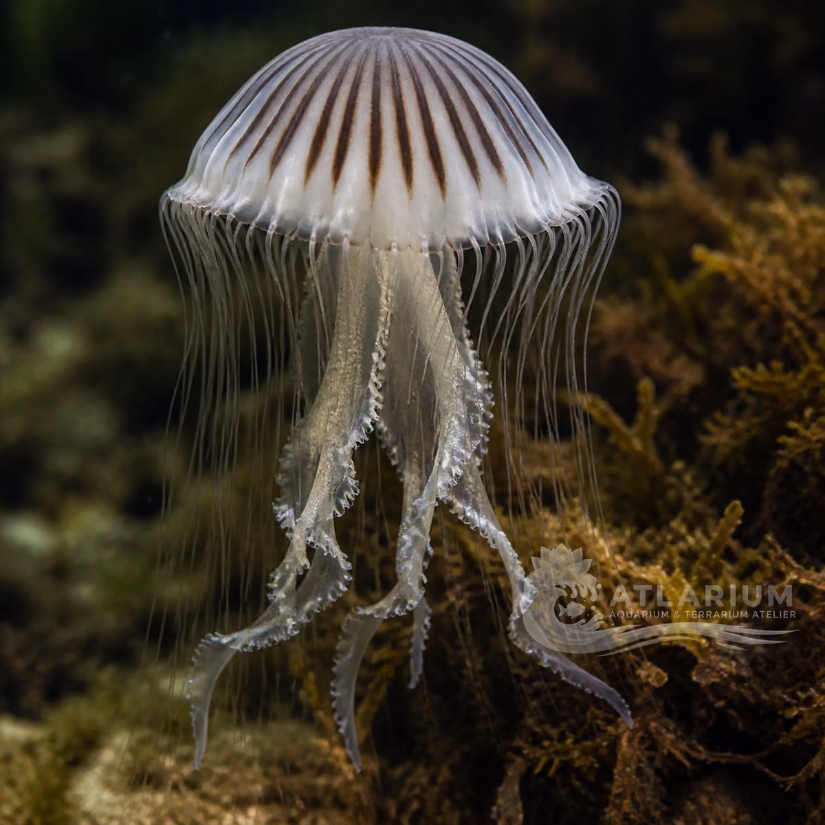 Amakusa jelly (Sanderia malayensis)