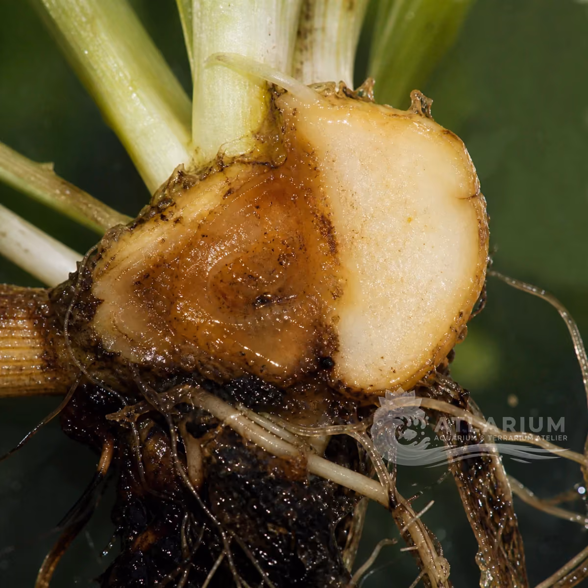 Bactérias de podridão mole de plantas aquáticas