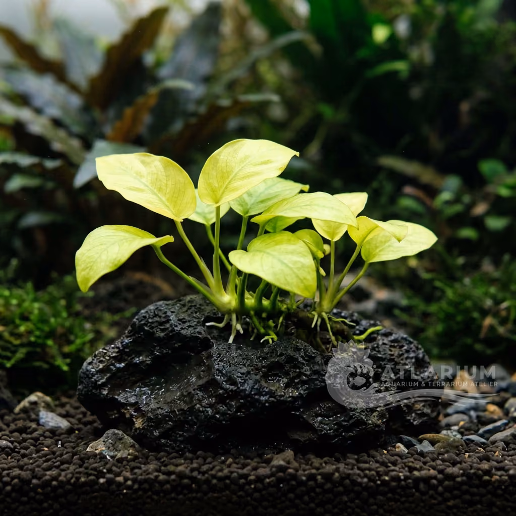 Anubias barteri var. nana 'Golden Heart'