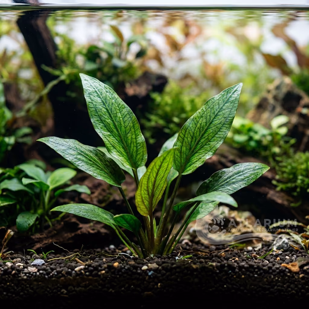 Cryptocoryne lucens (Cryptocoryne lucens)