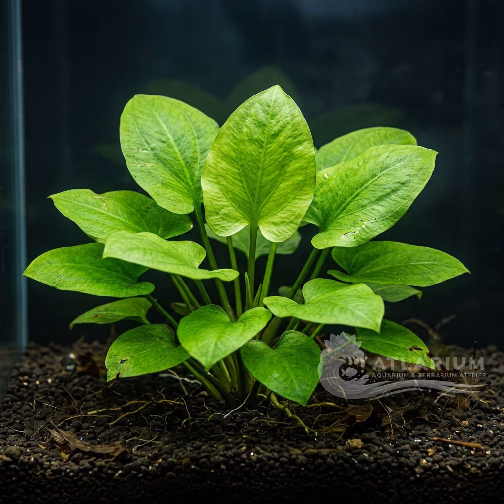 Cryptocoryne moehlmannii (Cryptocoryne moehlmannii)