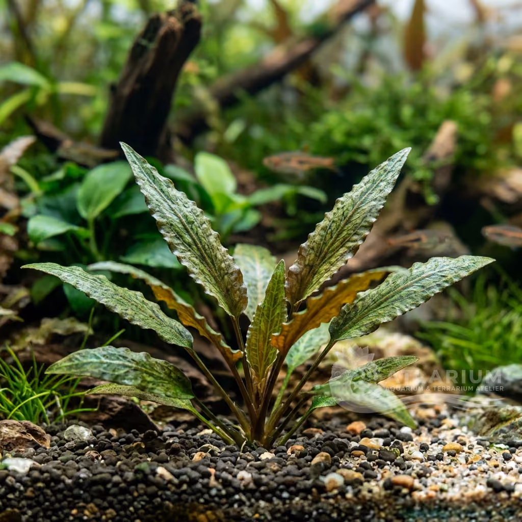 Cryptocoryne nevillii (Cryptocoryne nevillii)