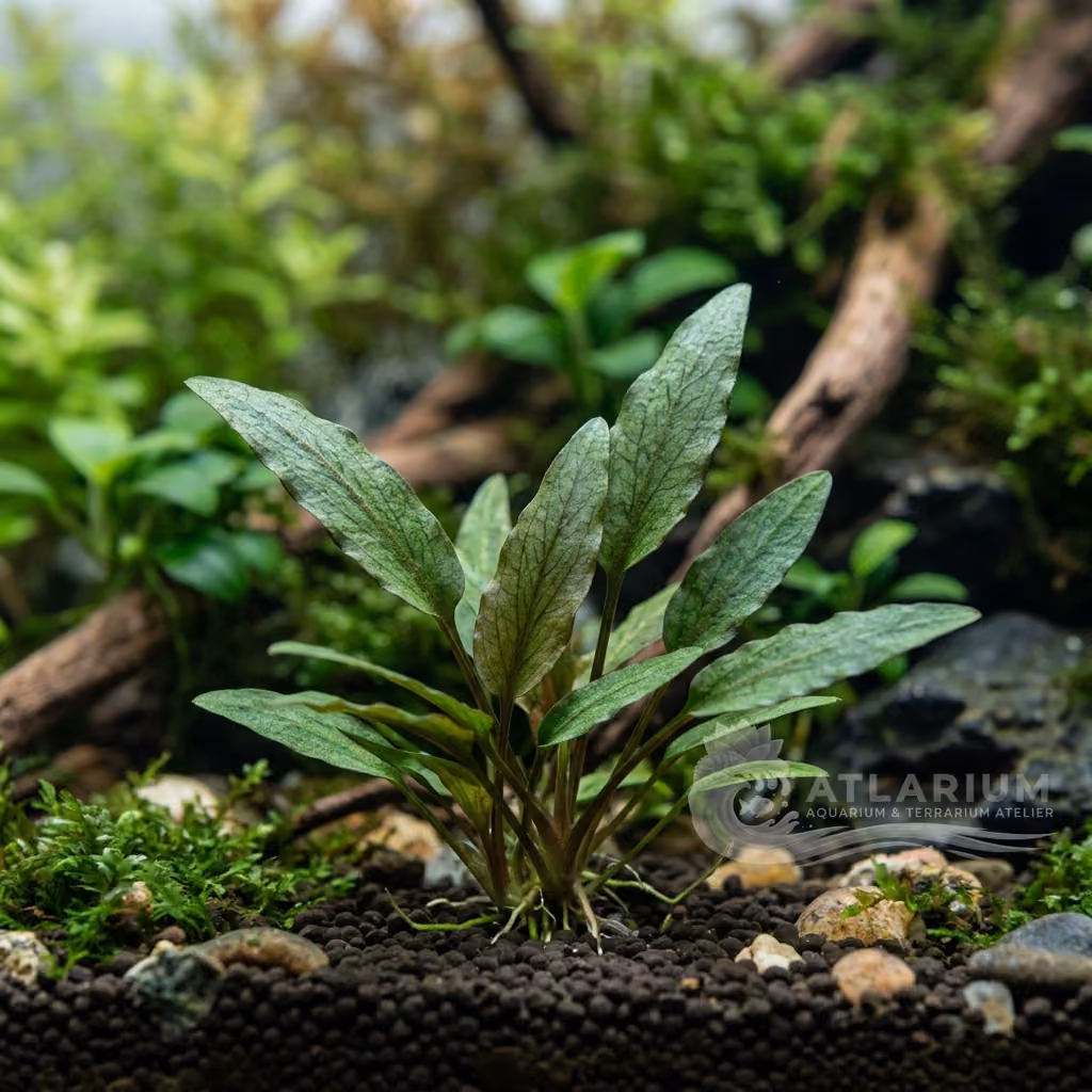 Cryptocoryne "pigmea" (Cryptocoryne "pigmea")
