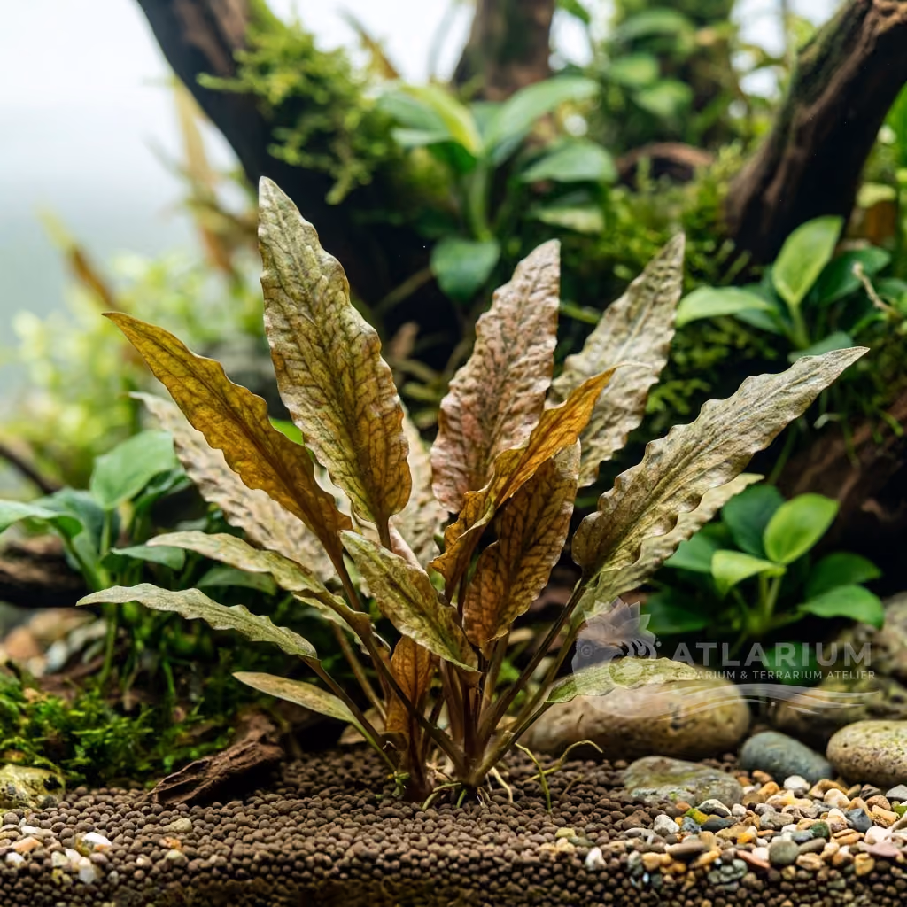 Cryptocoryne × purpurea (Cryptocoryne × purpurea)