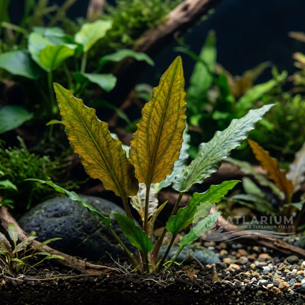 Cryptocoryne siamensis (Cryptocoryne siamensis)