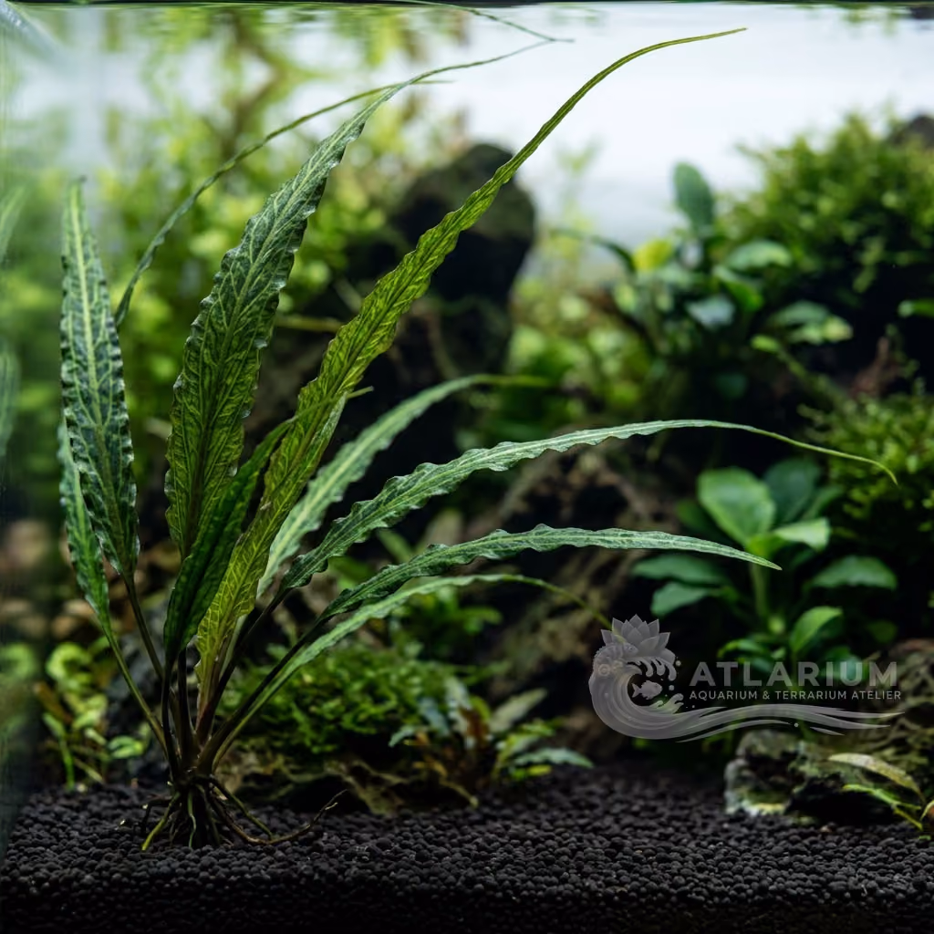 Cryptocoryne sivadasanii (Cryptocoryne sivadasanii)