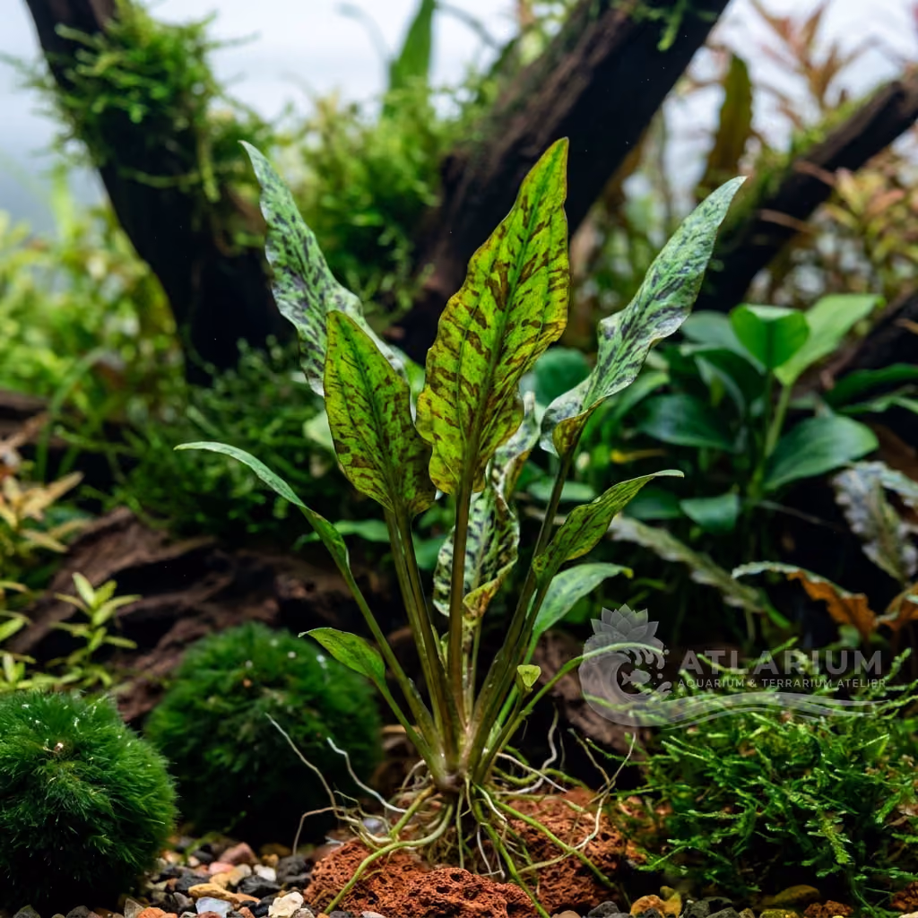 Spiral Water Trumpet (Cryptocoryne spiralis)