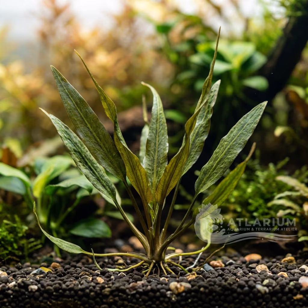 Cryptocoryne spiralis var. caudigera (Cryptocoryne spiralis var. caudigera)