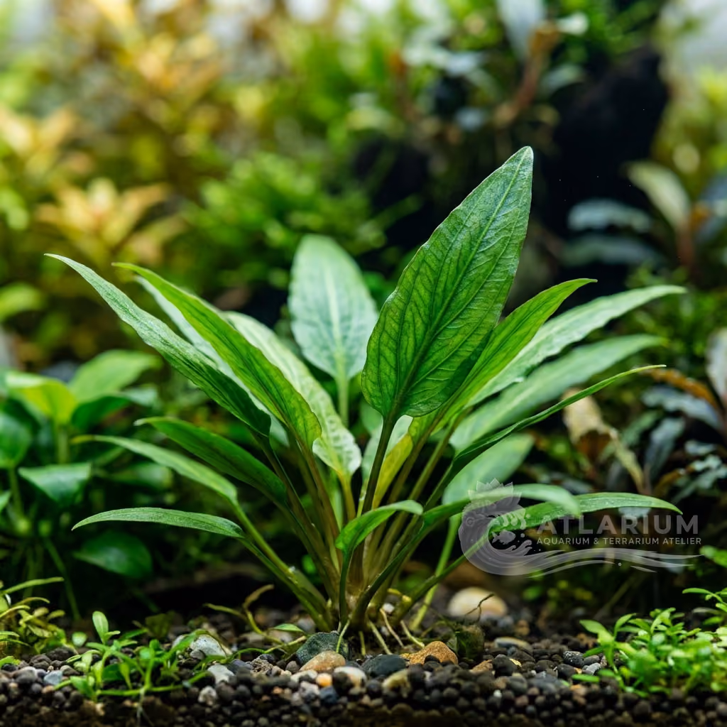 Cryptocoryne tonkinensis (Cryptocoryne tonkinensis)