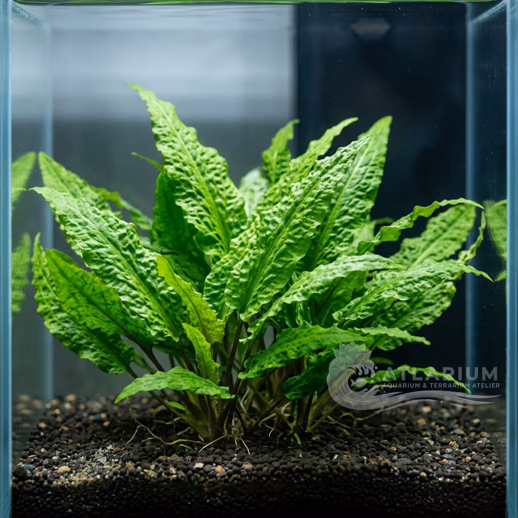 Cryptocoryne wendtii ''grün'' (Cryptocoryne wendtii ''grün'')