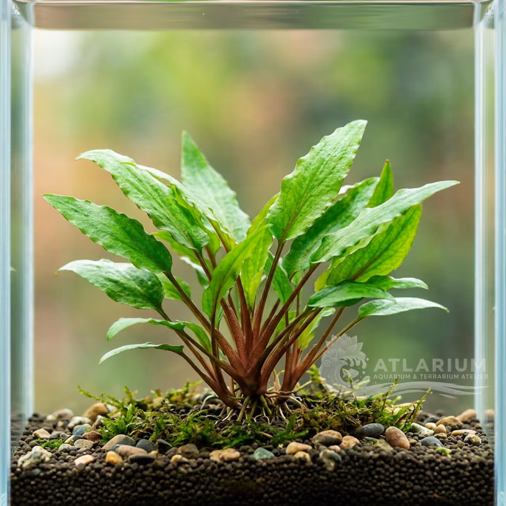 Cryptocoryne wendtii 'Green Gecko' (Cryptocoryne wendtii 'Green Gecko')