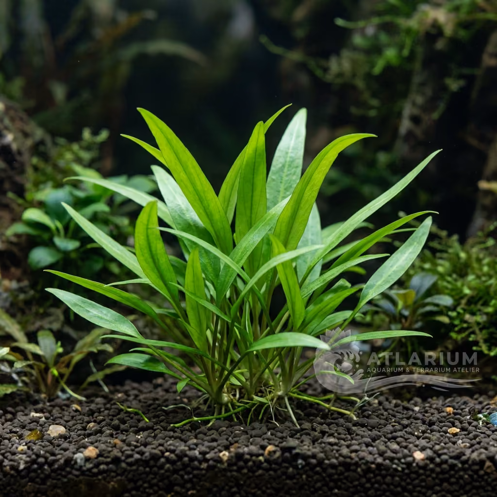 Cryptocoryne × willisii "lucens" (Cryptocoryne × willisii "lucens")