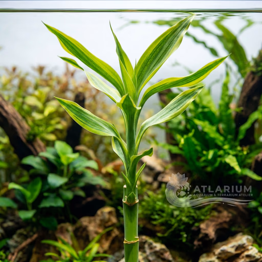 Dracaena sanderiana (Dracaena sanderiana)