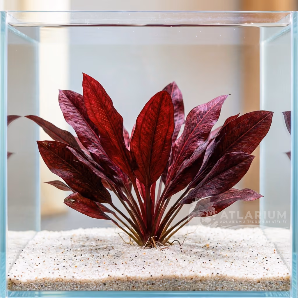 Echinodorus 'Dschungelstar' Nr. 16 (Echinodorus 'Dschungelstar' Nr. 16)