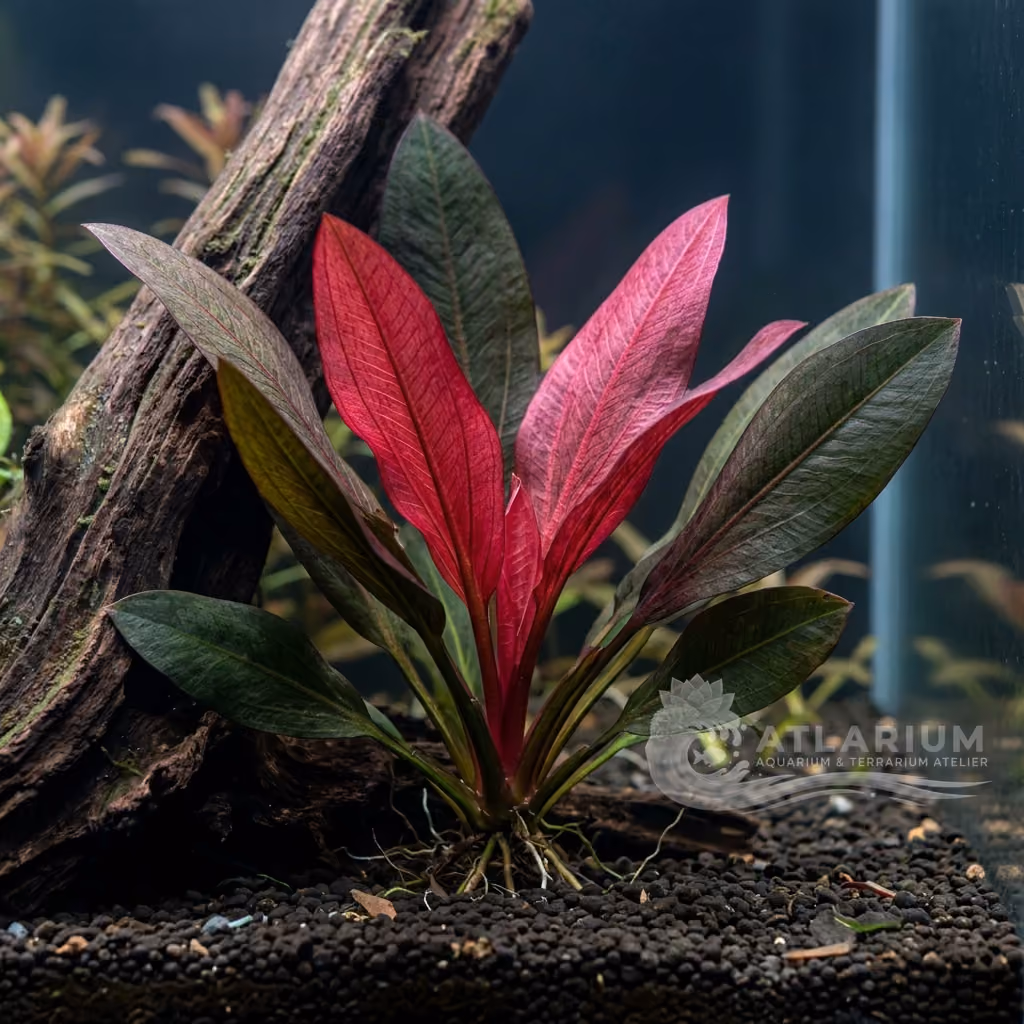 Echinodorus 'Fantastic Color' (Echinodorus 'Fantastic Color')