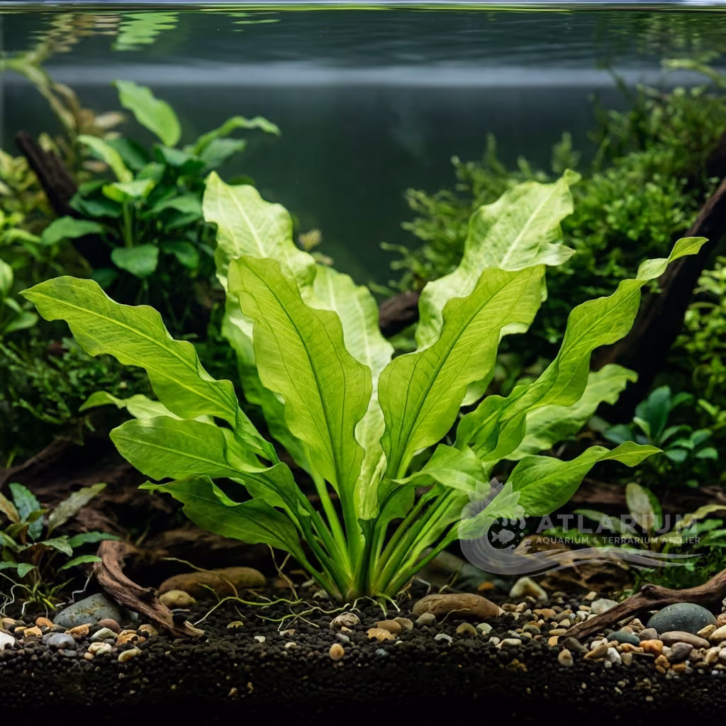 Echinodorus 'Frans Stoffels' (Echinodorus 'Frans Stoffels')