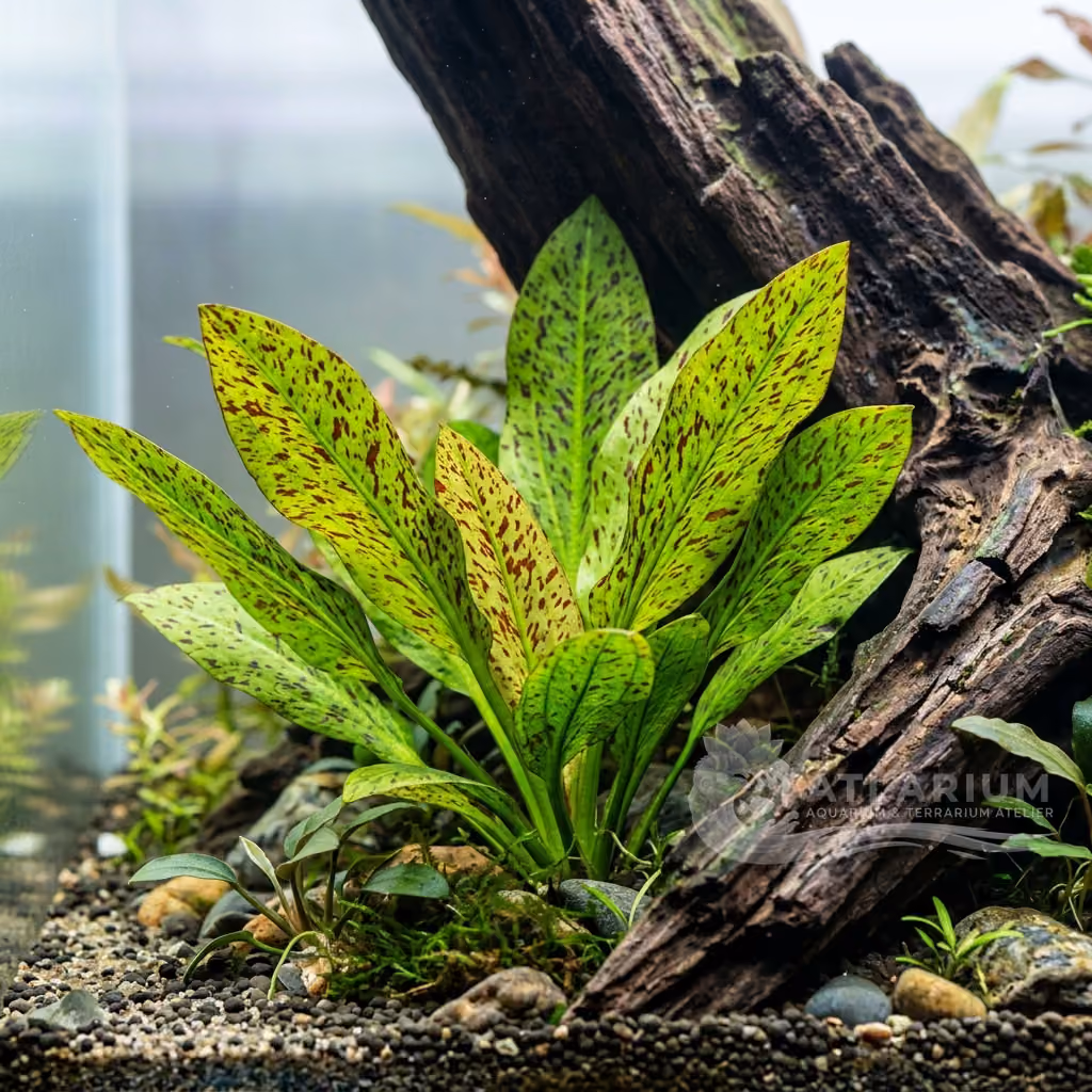 Echinodorus 'Green Flame' (Echinodorus 'Green Flame')