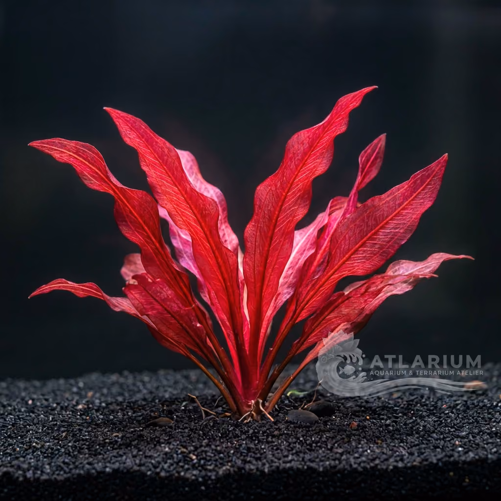 Echinodorus 'Hot Pepper' (Echinodorus 'Hot Pepper')