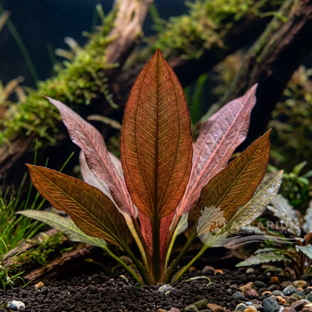 Echinodorus 'Red Diamond' (Echinodorus 'Red Diamond')