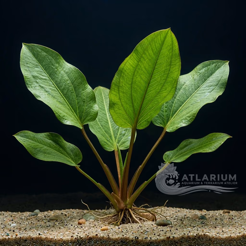 Echinodorus sp. "macrophyllus" (Echinodorus sp. "macrophyllus")