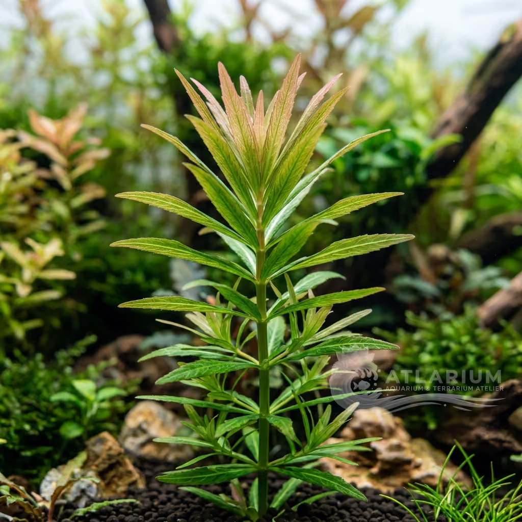 Eusteralis stellata (Eusteralis stellata)