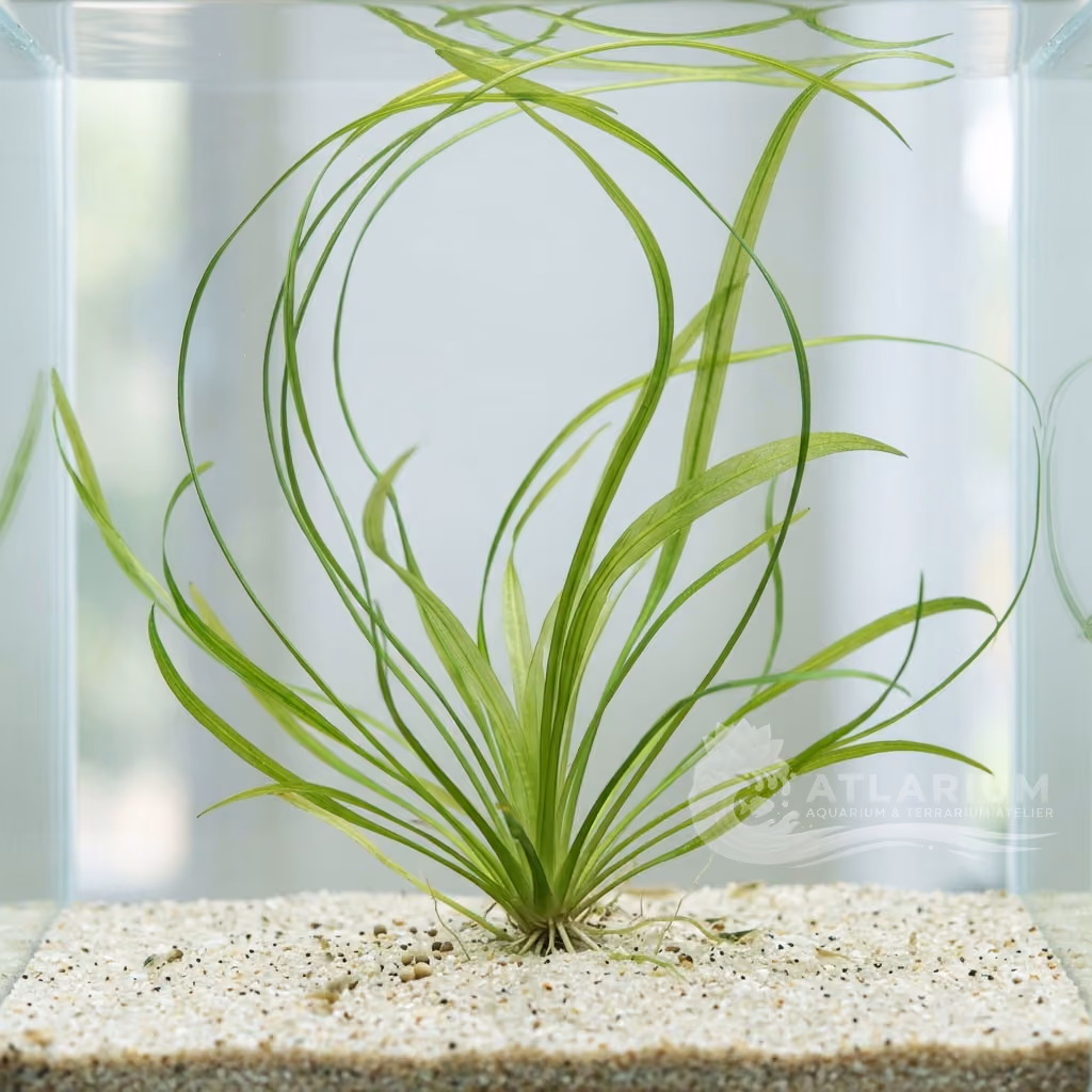 Helanthium sp. "Longifolius" (Helanthium sp. "Longifolius")