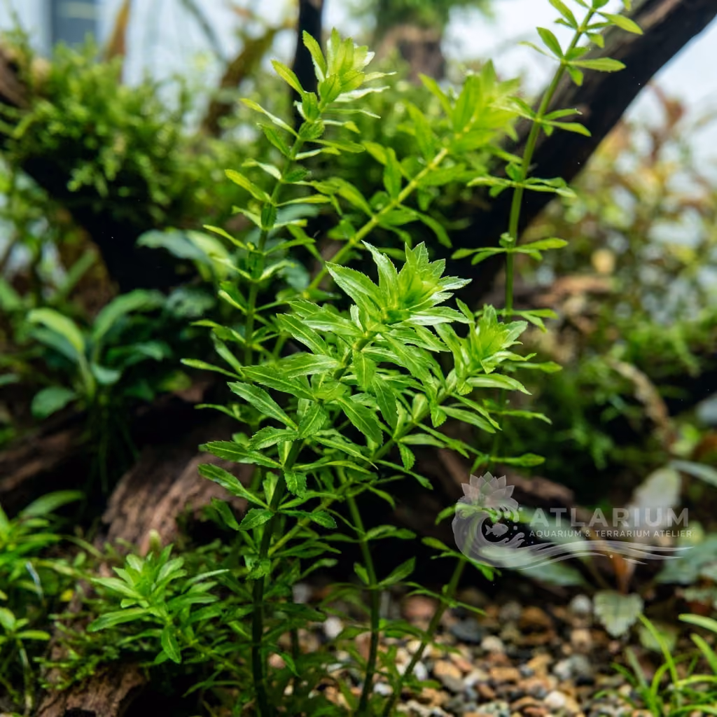 Lagarosiphon cordofanus (Lagarosiphon cordofanus)