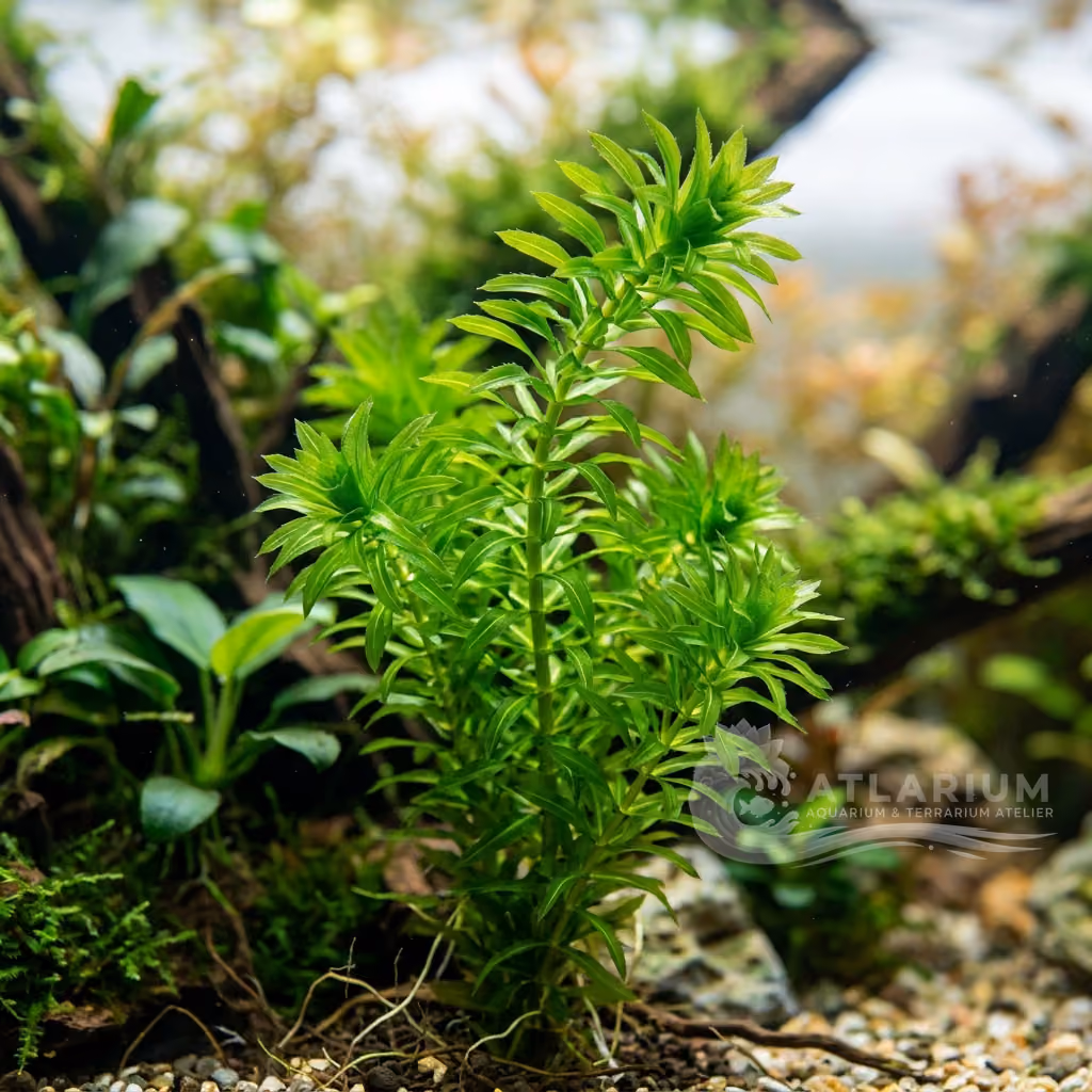 Lagarosiphon del Madagascar (Lagarosiphon madagascariensis) (Lagarosiphon madagascariensis)