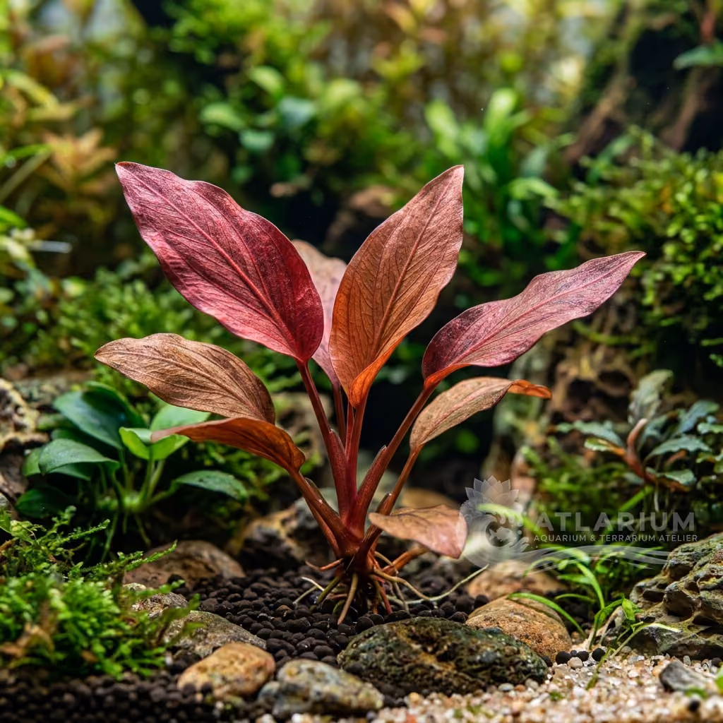 Lagenandra meeboldii "Rot" ("Red") (Lagenandra meeboldii "Rot" ("Red"))