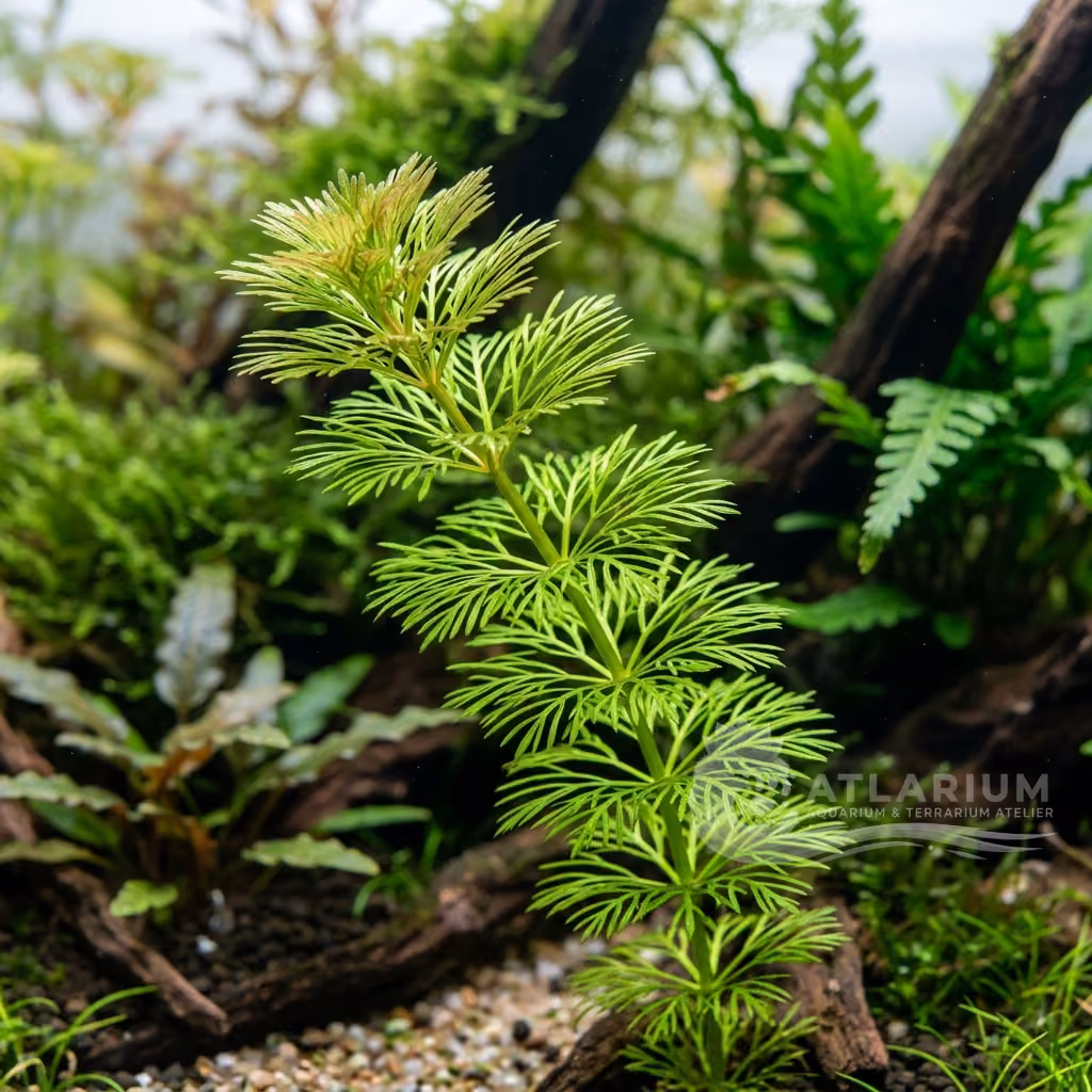 Limnophila heterophylla