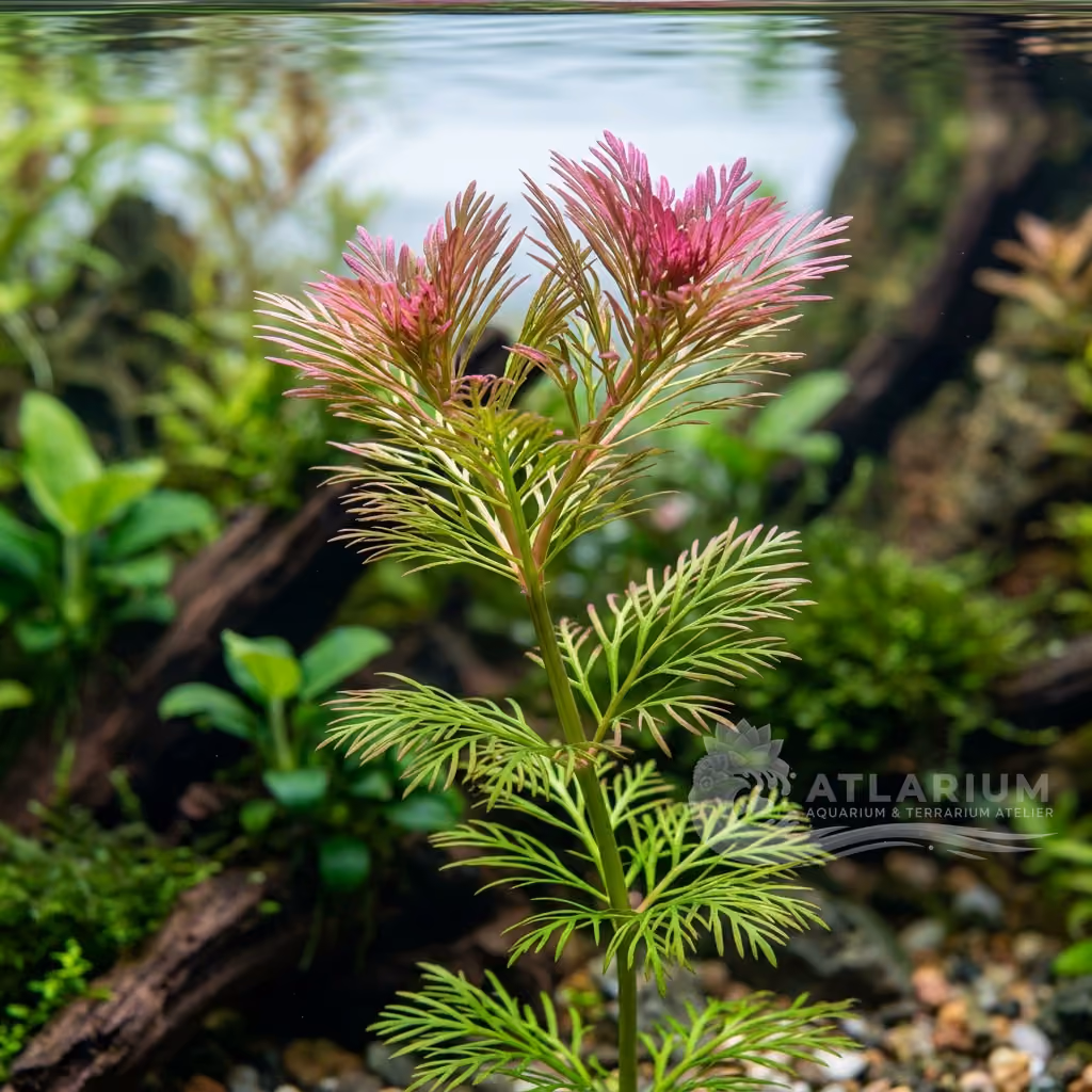 Limnophila hippuridoides