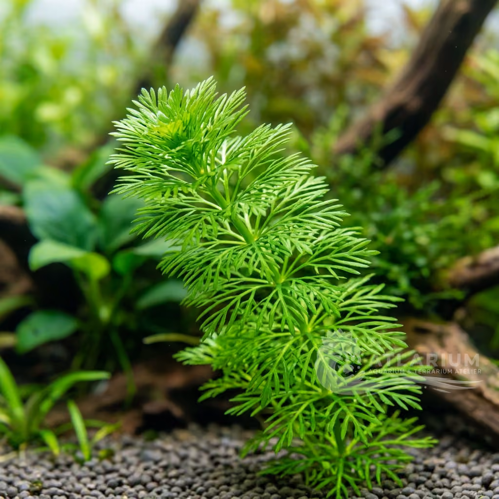 Limnophila punctata (Limnophila punctata)