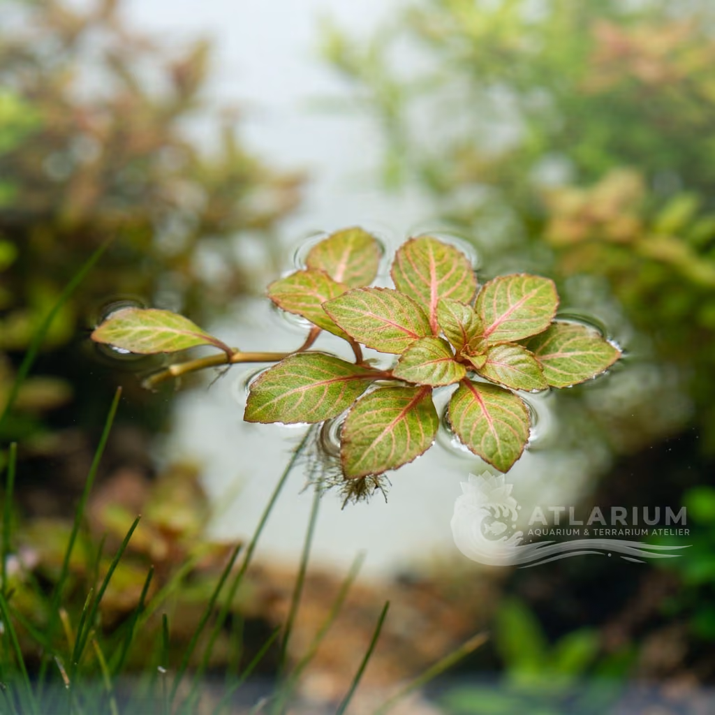 Ludwigia helminthorrhiza (Ludwigia helminthorrhiza)
