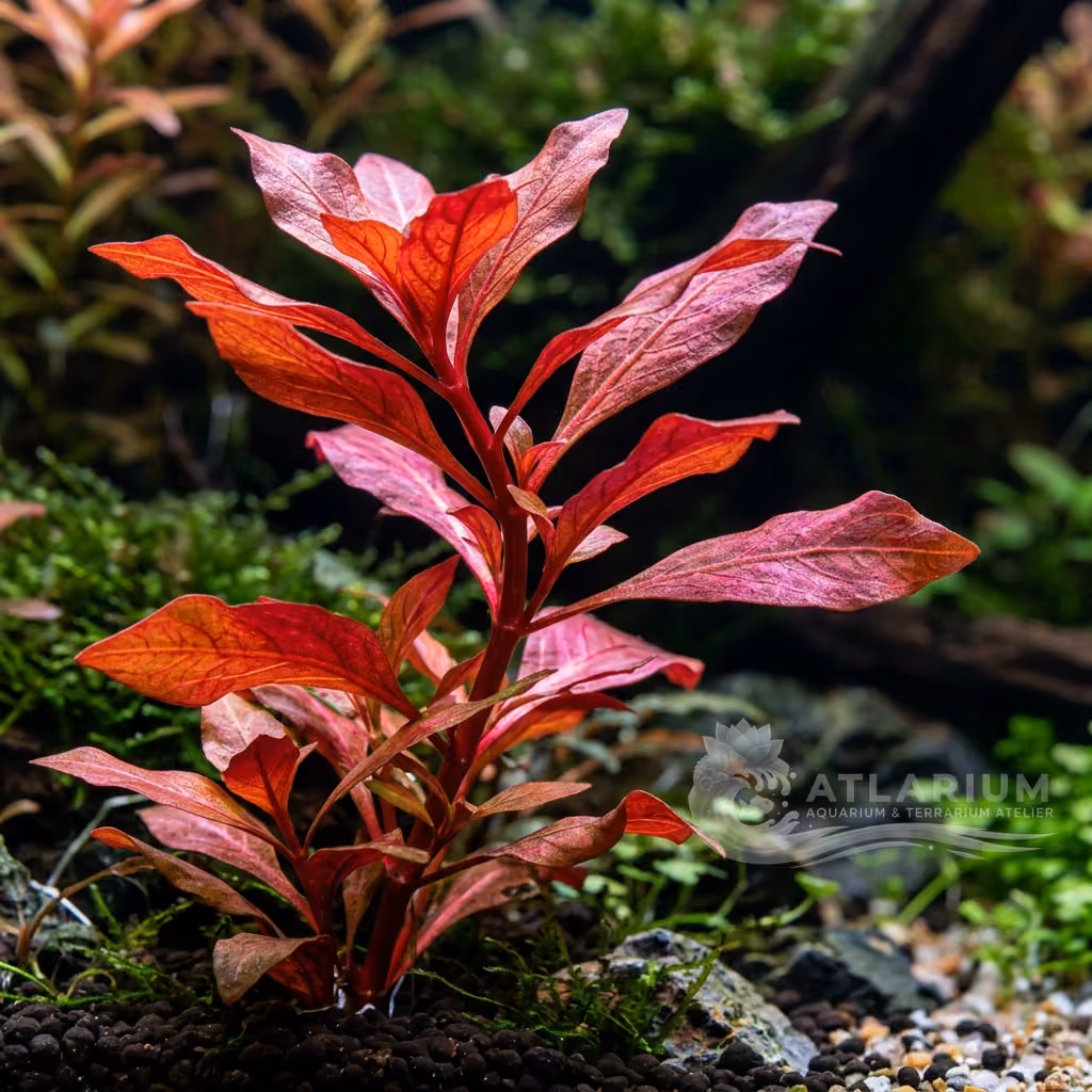 Ludwigia inclinata "Red" (Ludwigia inclinata "Red")