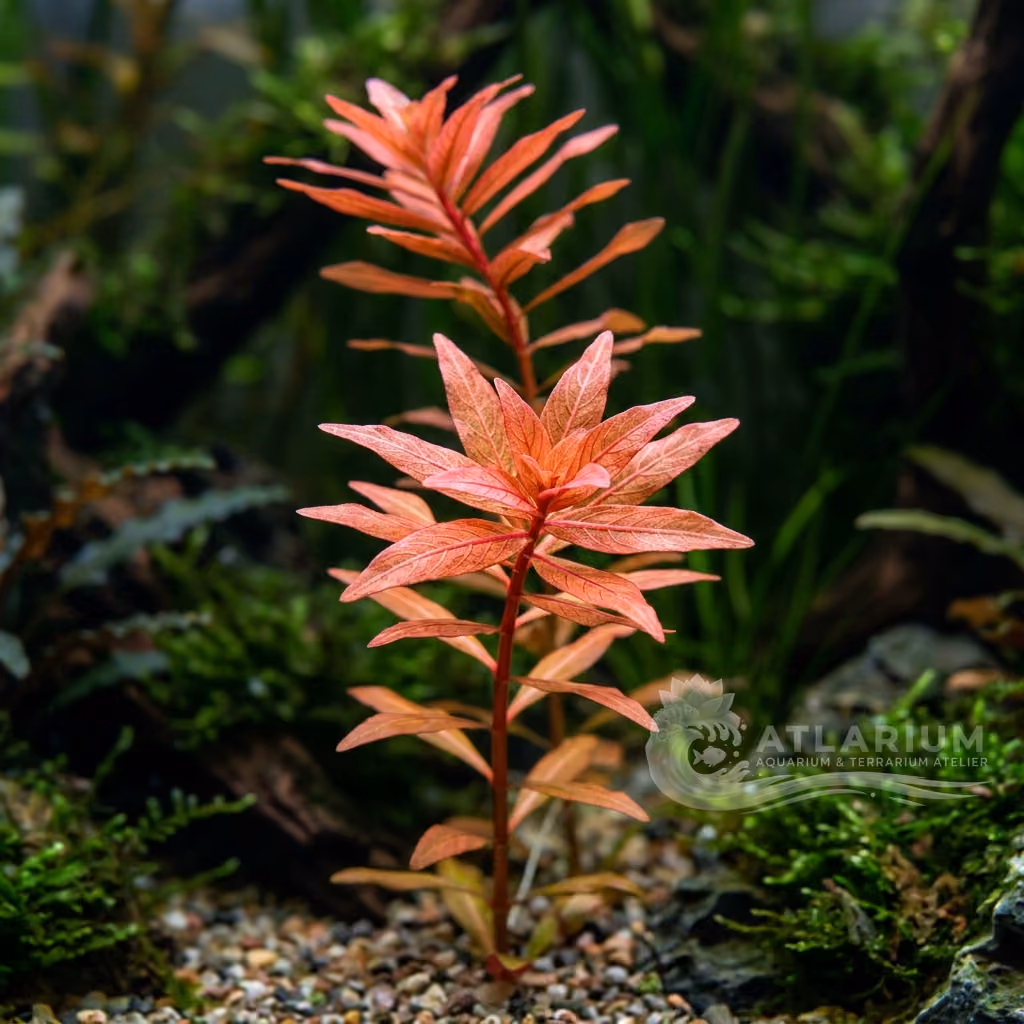 Ludwigia inclinata var. verticillata "Araguaia" (Ludwigia inclinata var. verticillata "Araguaia")