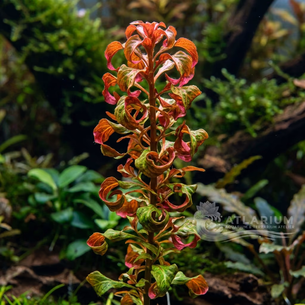 Ludwigia inclinata var. verticillata 'Curly' (Ludwigia inclinata var. verticillata 'Curly')
