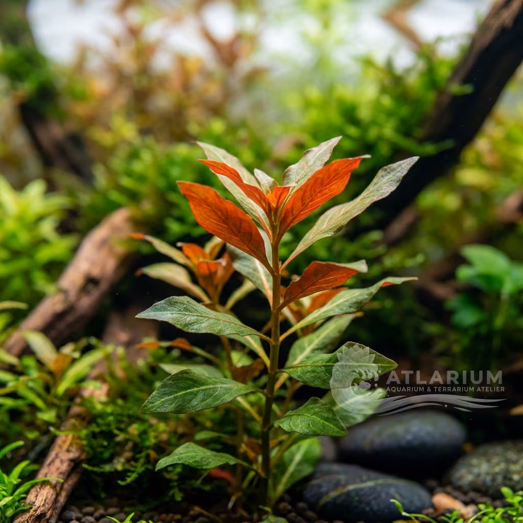 Ludwigia × lacustris (Ludwigia × lacustris)