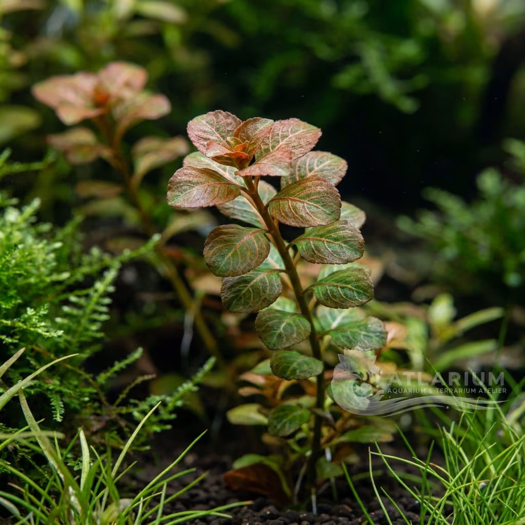 Ludwigia pilosa (Ludwigia pilosa)