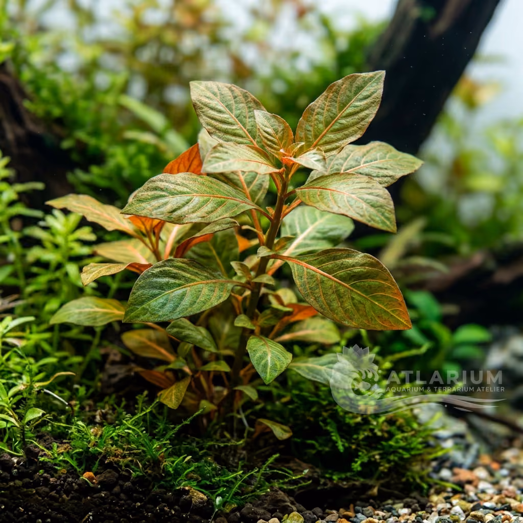 Ludwigia pulvinaris (Ludwigia pulvinaris)