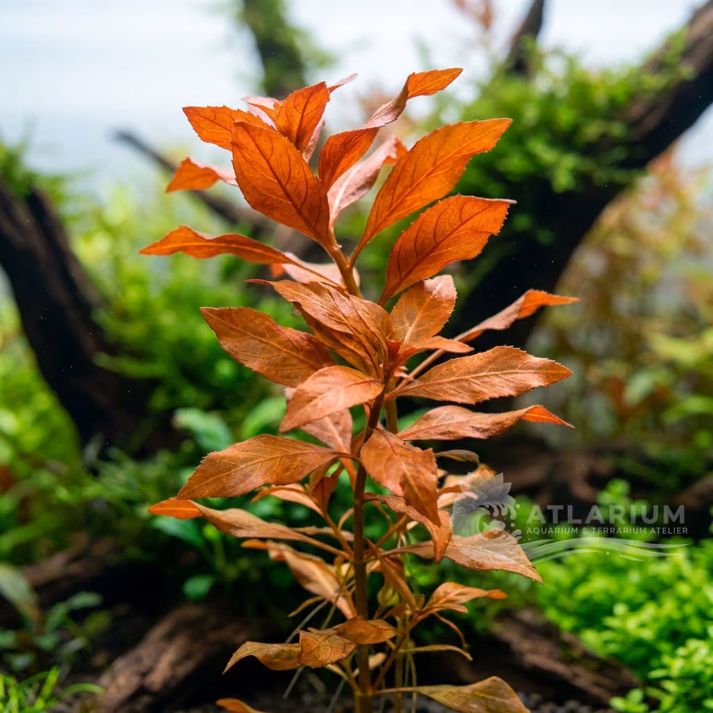 Ludwigia sp. 'Dark Orange' (Ludwigia sp. 'Dark Orange')