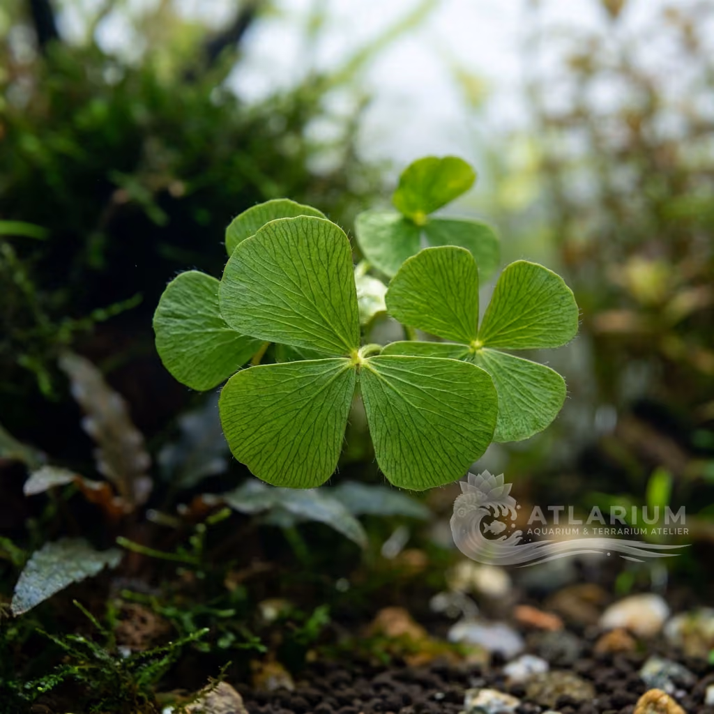 Marsilea spp. (Marsilea spp.)